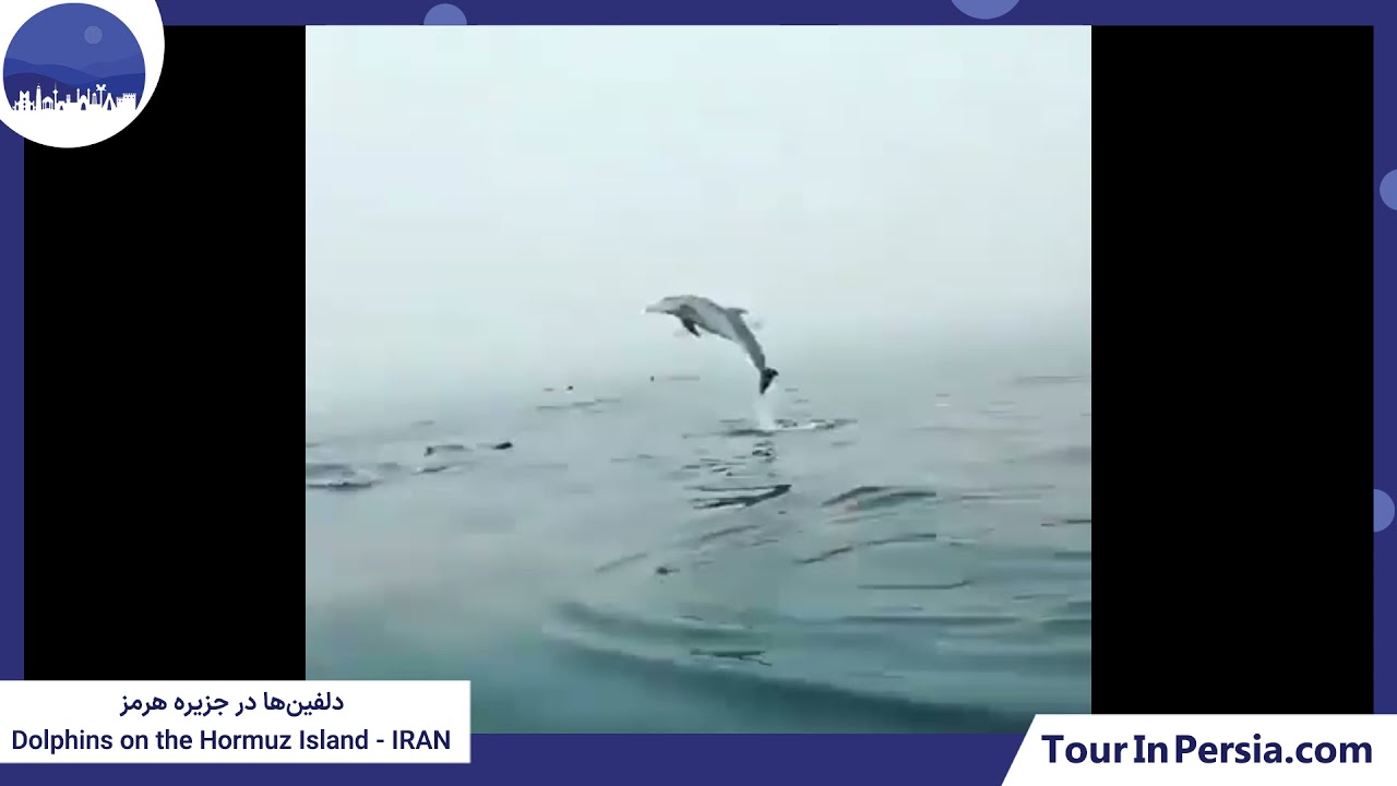 Dolphins in Hormuz Island in Iran